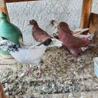 ۹عدد گرفتنی مخلفه جون|پرنده|کاشان, گریه|دیوار