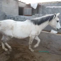 اسب عرب دوسر وارداتی کورسی