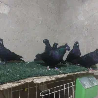 زاغ ابادانی