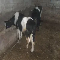 گاو گوساله نر محلی ۵عدد