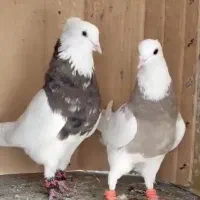 فروش چند جفت طوقی درجه یک پابلند و درشت