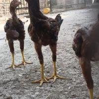 مرغ لاری .جوجه لاری .لاری .جوجه .خروس لاری|حیوانات مزرعه|قزوین, |دیوار