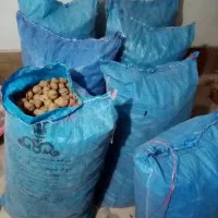 گردوی بوانات|خوردنی و آشامیدنی|شیراز, گلشن|دیوار