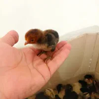 جوجه محلی عربی|حیوانات مزرعه|رامشیر, |دیوار