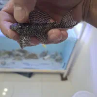 پلکوl260  عرب کویین