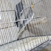 پرنده عروس هلندی|پرنده|سیاهکل, |دیوار