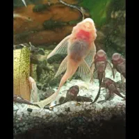 ماهی کتفیش باله بلند|ماهی|شیراز, دلجو|دیوار