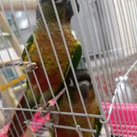 گرینچیک دستی آروم اروم