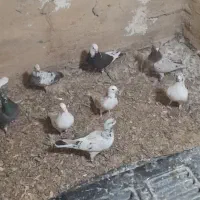 سلام کبوتر غریب گیری