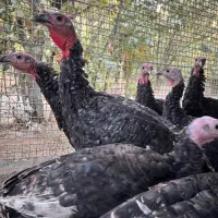 بوقلمون|حیوانات مزرعه|مبارکه, |دیوار