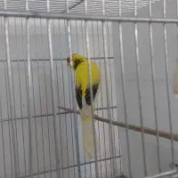 تعدادی قناری|پرنده|قزوین, |دیوار