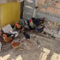 مرغ فروشی
