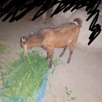چپشت
