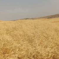کاه