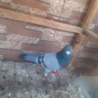 دو سبز نر با دو جوجه سنگی