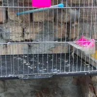 سهره سینه سرخ گلبسر|پرنده|دهاقان, |دیوار