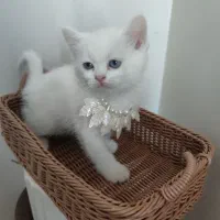 بریتیش پرشین نژاد اصیل