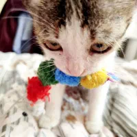 پیشی|گربه|تهران, نیروی هوایی (پیروزی)|دیوار