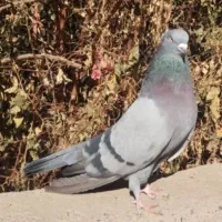 سبز زاغ اصیل