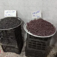 انواع حبوبات و خشکبار زیر قیمت بازار