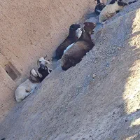 گوسفند،بز،کهره،بره|حیوانات مزرعه|جلگه ماژان, |دیوار