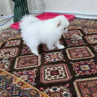 توله سگ پامر خرسی|سگ|شیراز, شهرک ولیعصر|دیوار