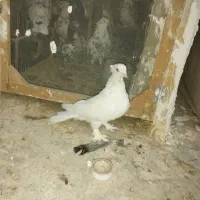 کفتر|پرنده|قم, نیروگاه|دیوار