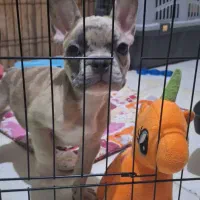 سگ فرنچ بولداگ. رنگ خاص