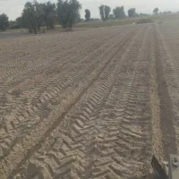 زمین شراکتی کاشت گوجه