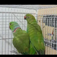 سلام طوطی ملنگو وحشی