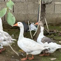 غاز|حیوانات مزرعه|صومعه‌سرا, |دیوار