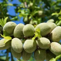 معتبرترین مرکز تولید نهال(بادام شکوفه ۱ساله)