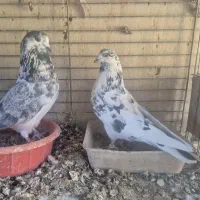 کبوتر پرشی تیرماهی|پرنده|خمینیشهر, |دیوار