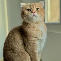 گربه بریتیش اسکاتیش ماده جفت یابی