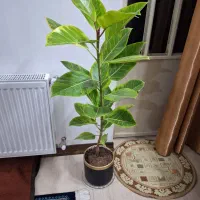 فیکوس شاداب ۱مترو ۲۰ سانت ارتفاع