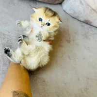 فروشگاه گربهها ( پرشین / بریتیش / اسکاتیش )|گربه|اصفهان, جلفا|دیوار