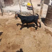 بزدرجه1
