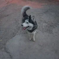 سگ هاسکی مالاموت اصل