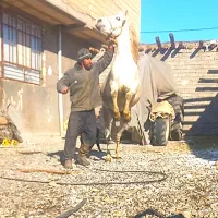 مادیان کوردی|اسب و تجهیزات اسب‌سواری|نظر کهریزی, |دیوار