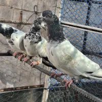 کفتر پاکستانی. تیدی