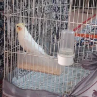 عروس سخن گو