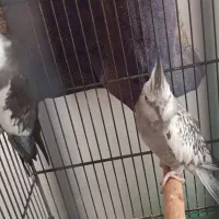 عروس هلندی مولد نژاد خاص|پرنده|همدان, |دیوار