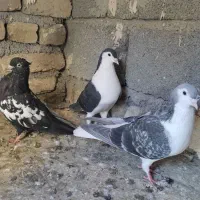 سه تا رنگه نر|پرنده|چناران, |دیوار
