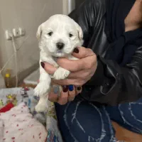 واگذاری سگ شیتزو ترتیل