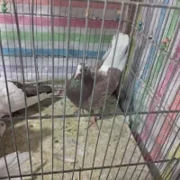 کفتر تهرانی