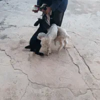 بزغاله|حیوانات مزرعه|هندمینی, |دیوار