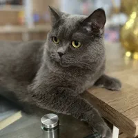 گربه برتیش اسکاتیش نر