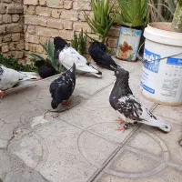 کفتر کله ای وزاغ آبادانی|پرنده|شیراز, نصرآباد|دیوار