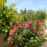 خانه ویلایی دو طبقه پارکینگ مجزا با حیاط|فروش خانه و ویلا|صفادشت, |دیوار