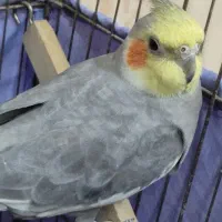 عروس هلندی گم شده